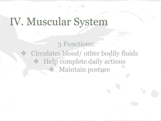 IV. Muscular System
3 Functions:
❖ Circulates blood/ other bodily fluids
❖ Help complete daily actions
❖ Maintain posture

 