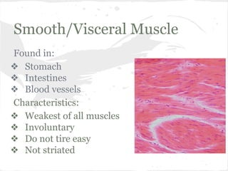 Smooth/Visceral Muscle
Found in:
❖ Stomach
❖ Intestines
❖ Blood vessels
Characteristics:
❖ Weakest of all muscles
❖ Involuntary
❖ Do not tire easy
❖ Not striated

 