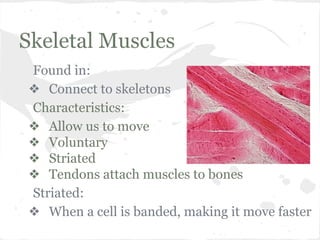 Skeletal Muscles
Found in:
❖ Connect to skeletons
Characteristics:
❖ Allow us to move
❖ Voluntary
❖ Striated
❖ Tendons attach muscles to bones
Striated:
❖ When a cell is banded, making it move faster

 