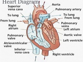 Heart Diagram

 