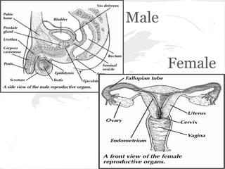 Male
Female

 