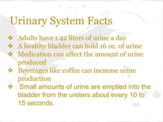 Urinary System Facts
❖ Adults have 1.42 liters of urine a day
❖ A healthy bladder can hold 16 oz. of urine
❖ Medication can affect the amount of urine
produced
❖ Beverages like coffee can increase urine
production
❖ Small amounts of urine are emptied into the
bladder from the ureters about every 10 to
15 seconds.

 