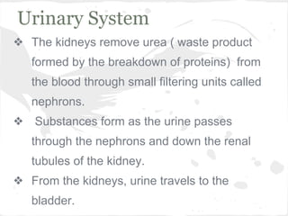Urinary System
❖ The kidneys remove urea ( waste product
formed by the breakdown of proteins) from
the blood through small filtering units called
nephrons.
❖ Substances form as the urine passes
through the nephrons and down the renal
tubules of the kidney.
❖ From the kidneys, urine travels to the
bladder.

 