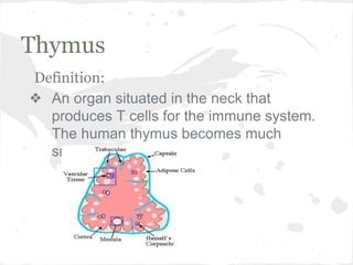 Thymus
Definition:
❖ An organ situated in the neck that
produces T cells for the immune system.
The human thymus becomes much
smaller at puberty.

 