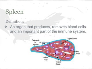 Spleen
Definition:
❖ An organ that produces, removes blood cells
and an important part of the immune system.

 