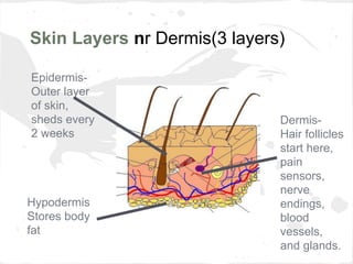 Skin Layers nr Dermis(3 layers)
EpidermisOuter layer
of skin,
sheds every
2 weeks

Hypodermis
Stores body
fat

DermisHair follicles
start here,
pain
sensors,
nerve
endings,
blood
vessels,
and glands.

 