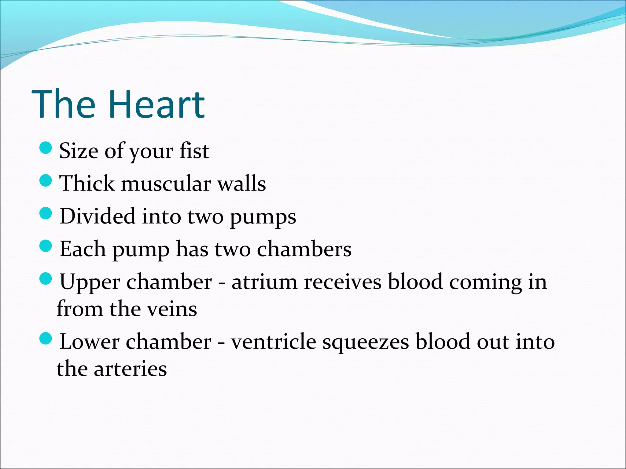 The Heart
Size of your fist
Thick muscular walls
Divided into two pumps
Each pump has two chambers
Upper chamber - atrium receives blood coming in

from the veins
Lower chamber - ventricle squeezes blood out into
the arteries

 