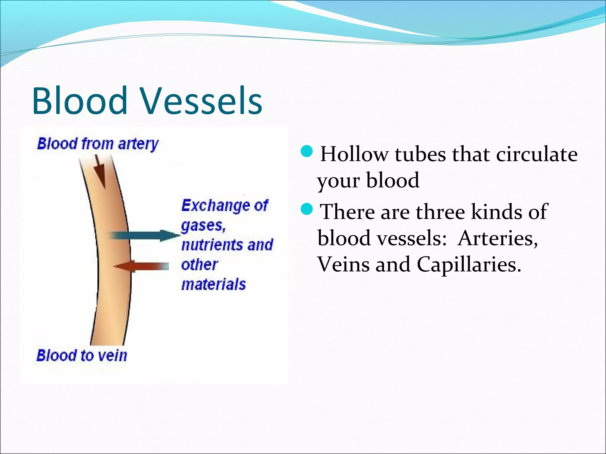 Blood Vessels
Hollow tubes that circulate

your blood
There are three kinds of
blood vessels: Arteries,
Veins and Capillaries.

 