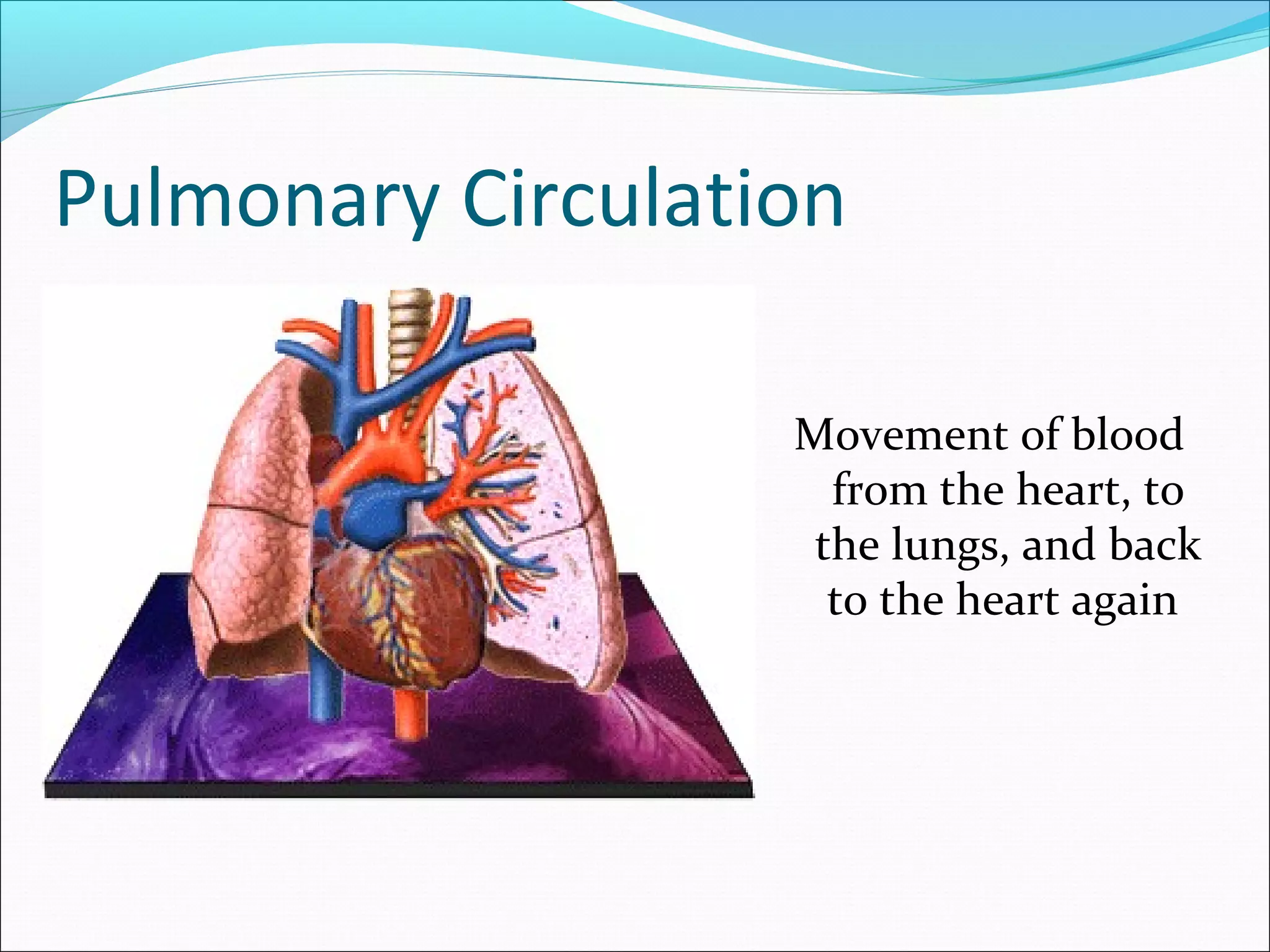 Pulmonary Circulation
Movement of blood
from the heart, to
the lungs, and back
to the heart again

 