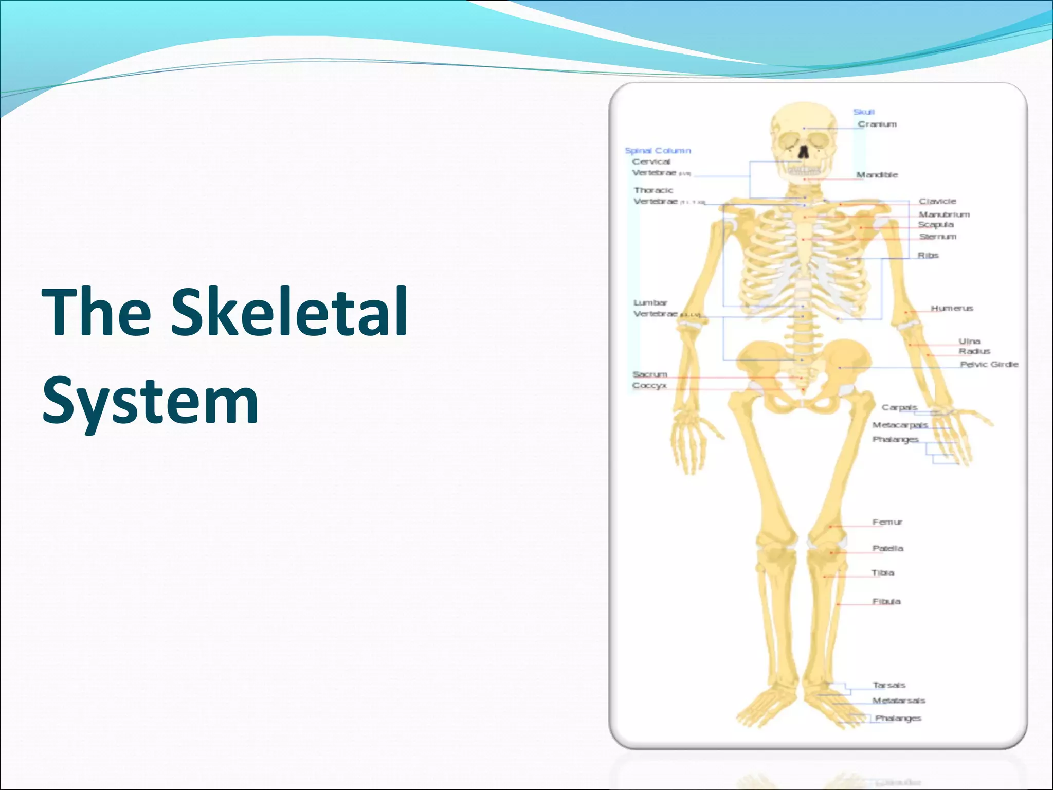 The Skeletal
System

 