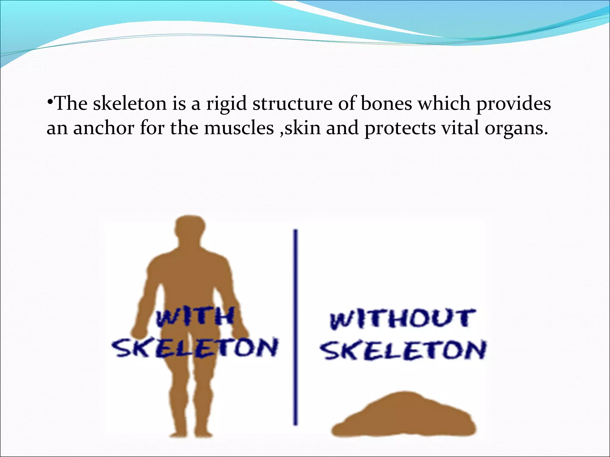 •The skeleton is a rigid structure of bones which provides
an anchor for the muscles ,skin and protects vital organs.

 