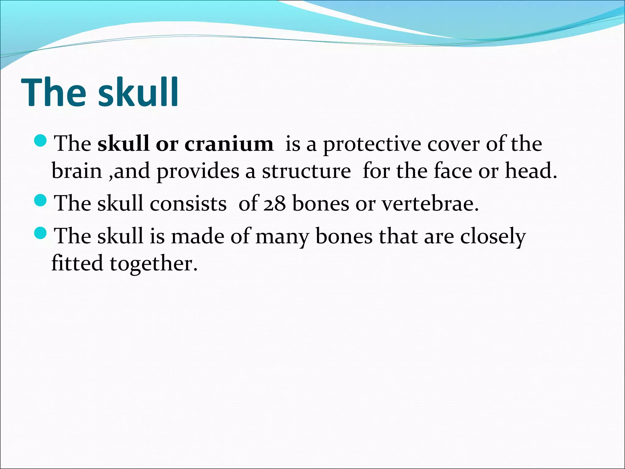 The skull
The skull or cranium is a protective cover of the

brain ,and provides a structure for the face or head.
The skull consists of 28 bones or vertebrae.
The skull is made of many bones that are closely
fitted together.

 