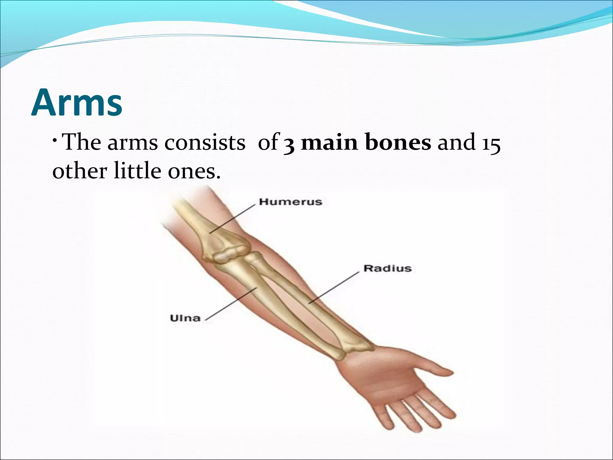 Arms
• The

arms consists of 3 main bones and 15
other little ones.

 