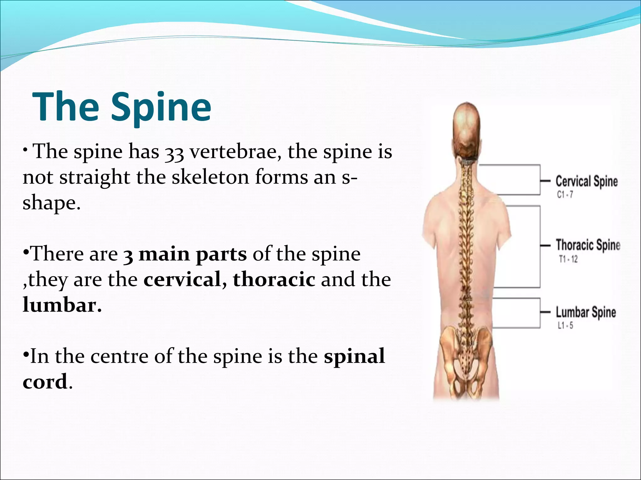 The Spine
• The

spine has 33 vertebrae, the spine is
not straight the skeleton forms an sshape.
•There are 3 main parts of the spine
,they are the cervical, thoracic and the
lumbar.
•In the centre of the spine is the spinal
cord.

 