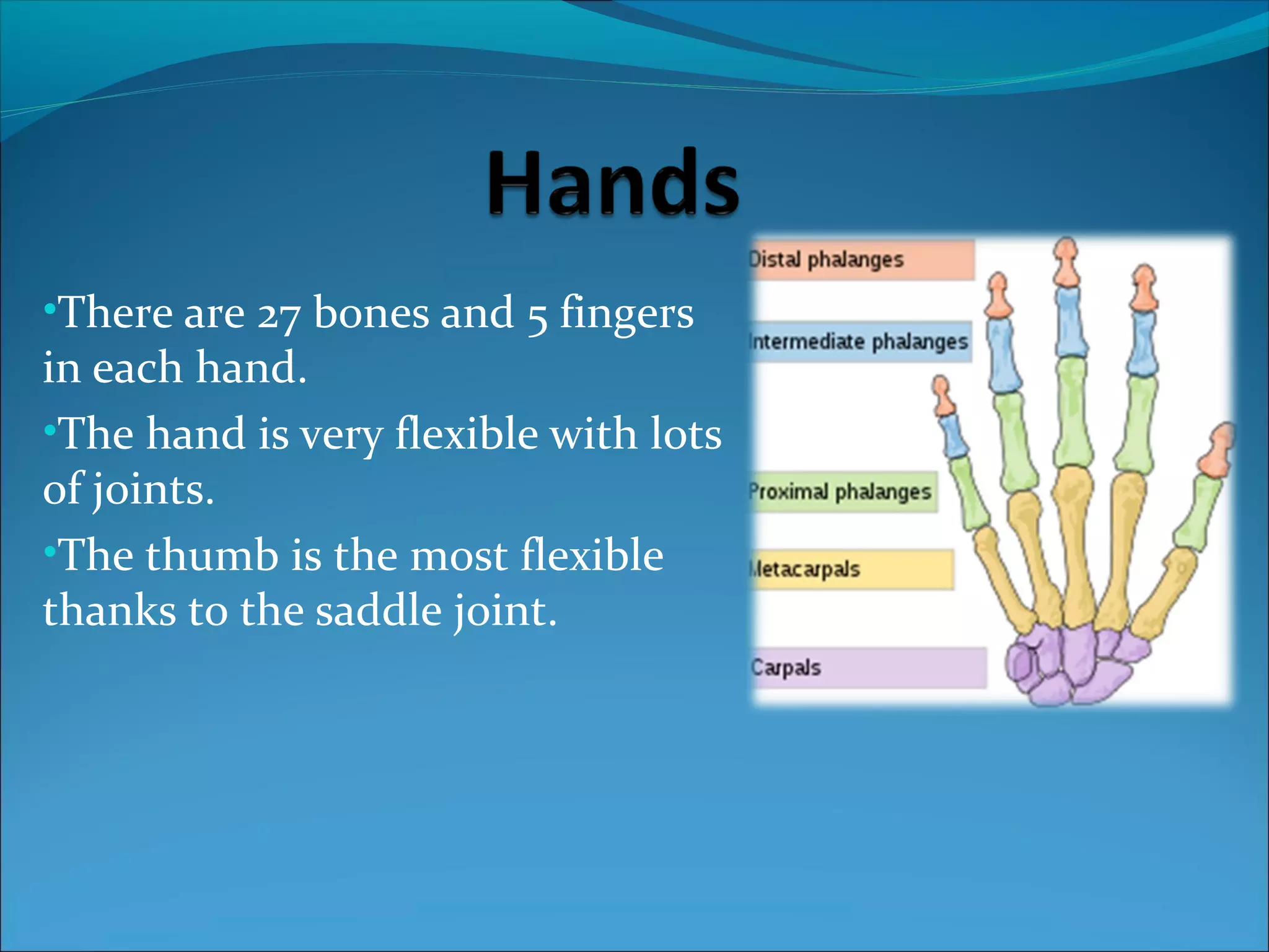 •There are 27 bones and 5 fingers

in each hand.
•The hand is very flexible with lots
of joints.
•The thumb is the most flexible
thanks to the saddle joint.

 