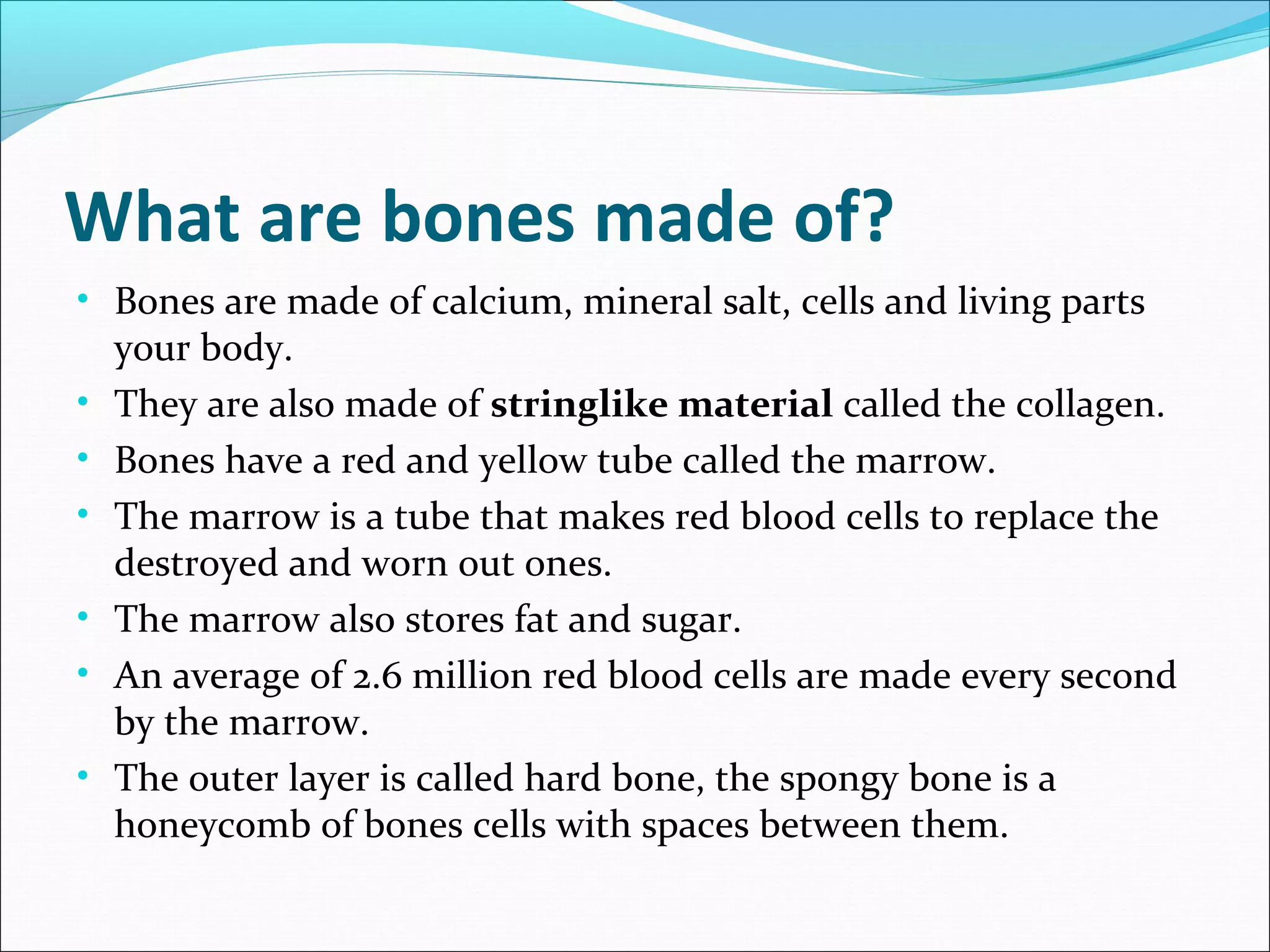 What are bones made of?
• Bones are made of calcium, mineral salt, cells and living parts
•
•
•
•
•
•

your body.
They are also made of stringlike material called the collagen.
Bones have a red and yellow tube called the marrow.
The marrow is a tube that makes red blood cells to replace the
destroyed and worn out ones.
The marrow also stores fat and sugar.
An average of 2.6 million red blood cells are made every second
by the marrow.
The outer layer is called hard bone, the spongy bone is a
honeycomb of bones cells with spaces between them.

 