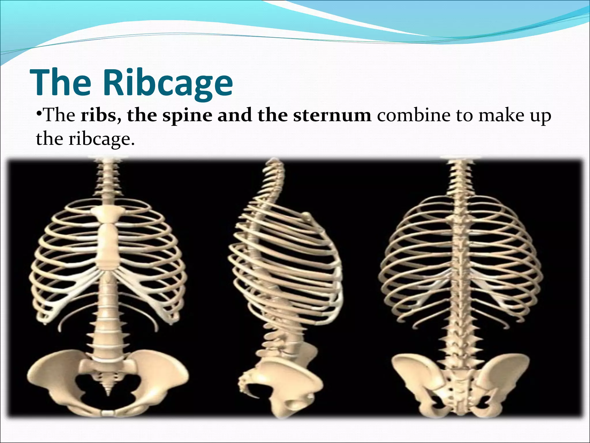 The Ribcage

•The ribs, the spine and the sternum combine to make up
the ribcage.

 