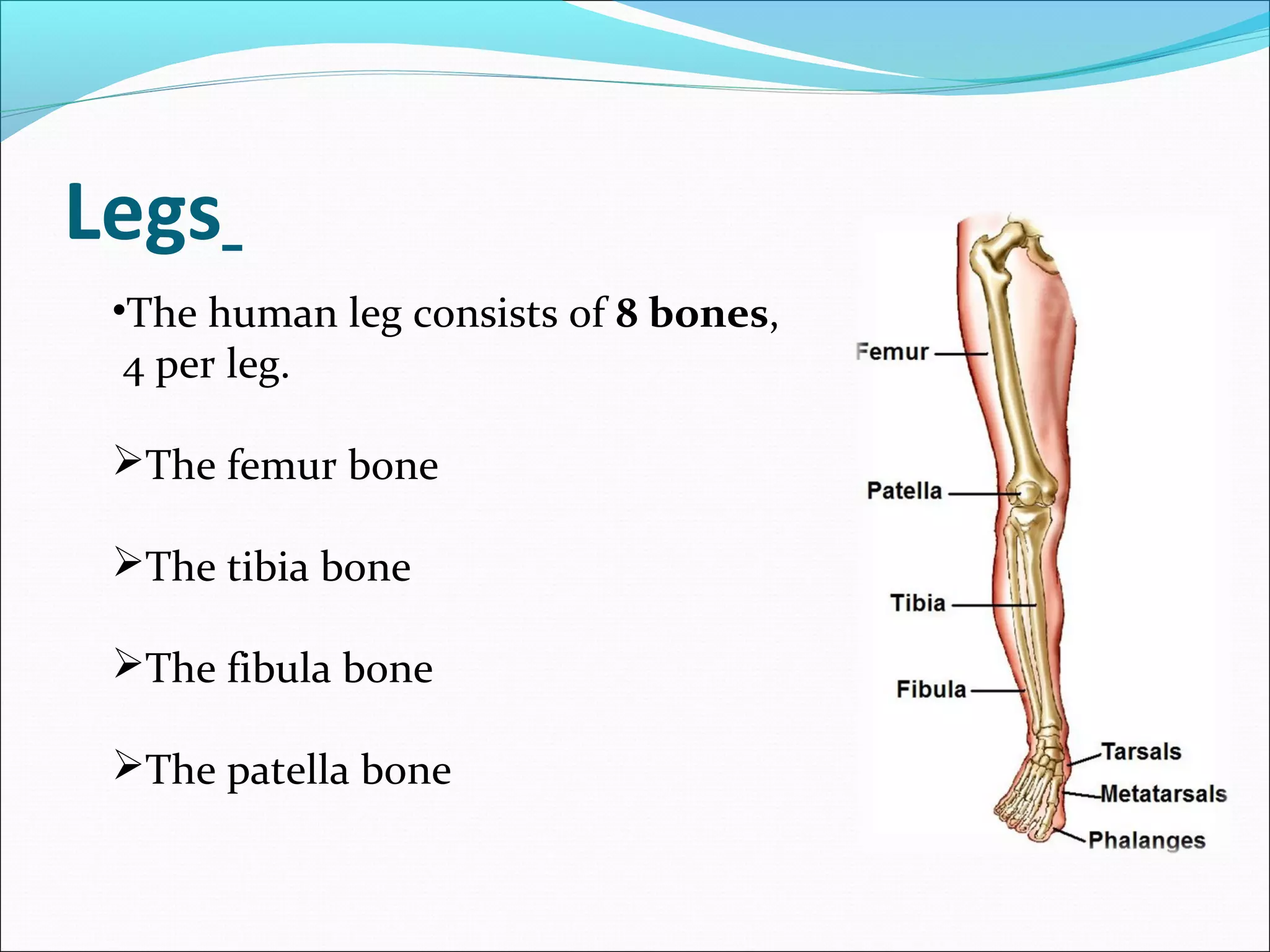 Legs
•The human leg consists of 8 bones,
4 per leg.
The femur bone
The tibia bone
The fibula bone
The patella bone

 