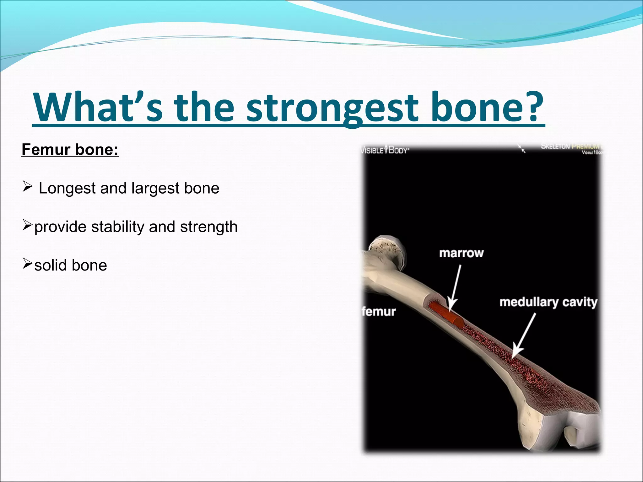What’s the strongest bone?
Femur bone:
 Longest and largest bone
provide stability and strength
solid bone

 