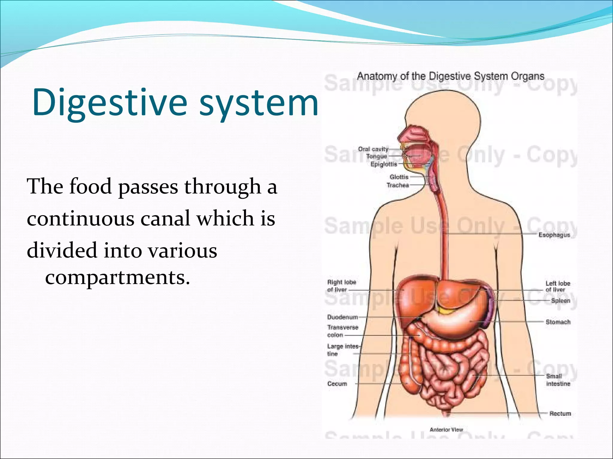 Digestive system
The food passes through a
continuous canal which is
divided into various
compartments.

 