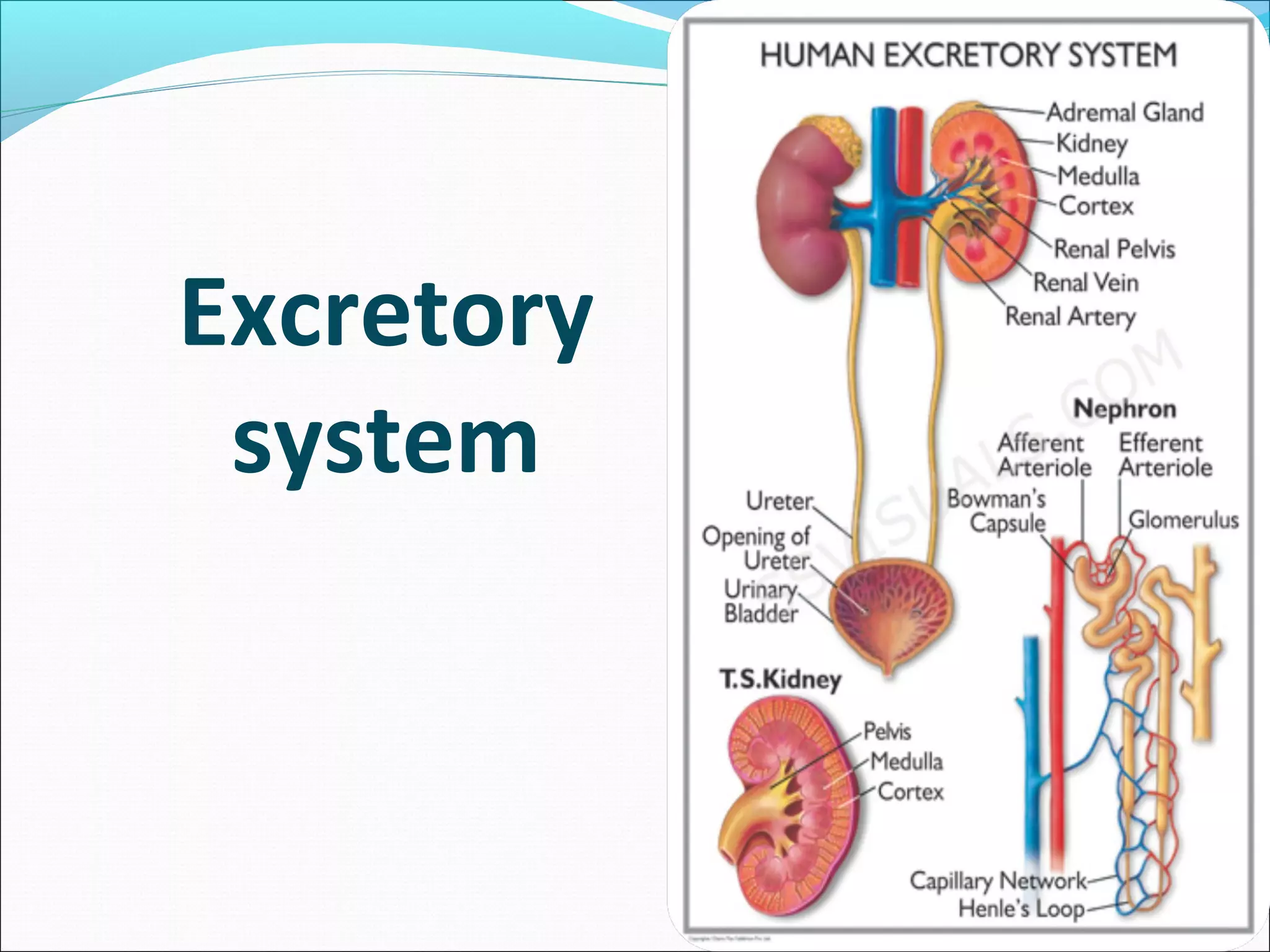 Excretory
system

 