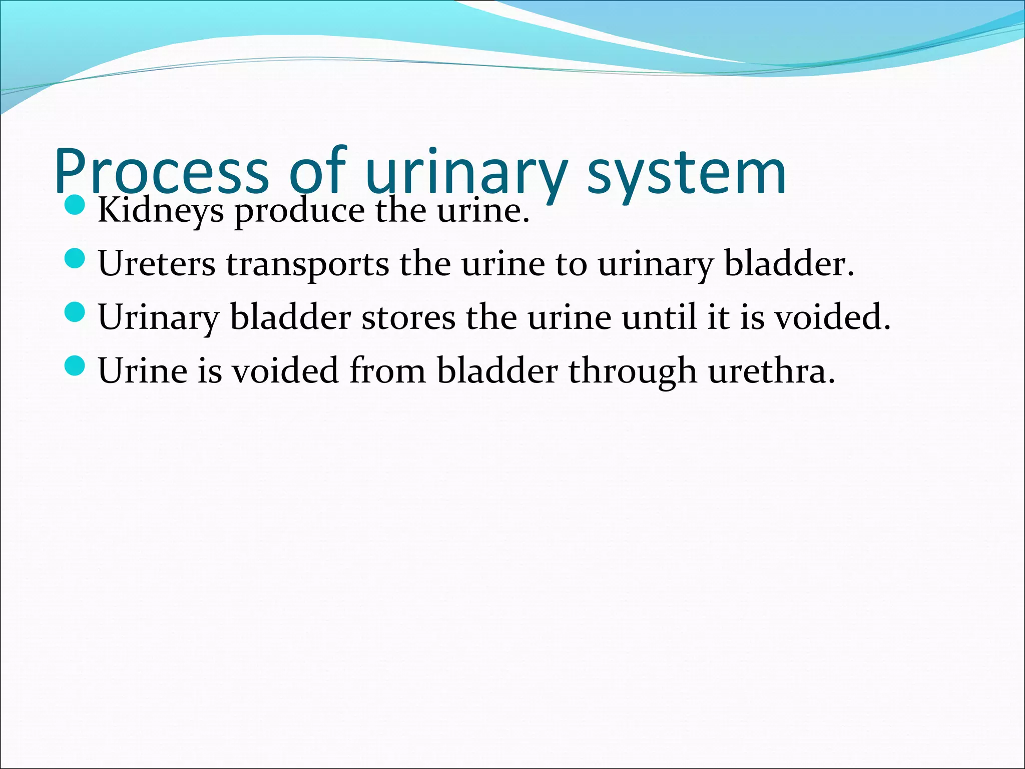 Process of urinary system
Kidneys produce the urine.
Ureters transports the urine to urinary bladder.
Urinary bladder stores the urine until it is voided.
Urine is voided from bladder through urethra.

 