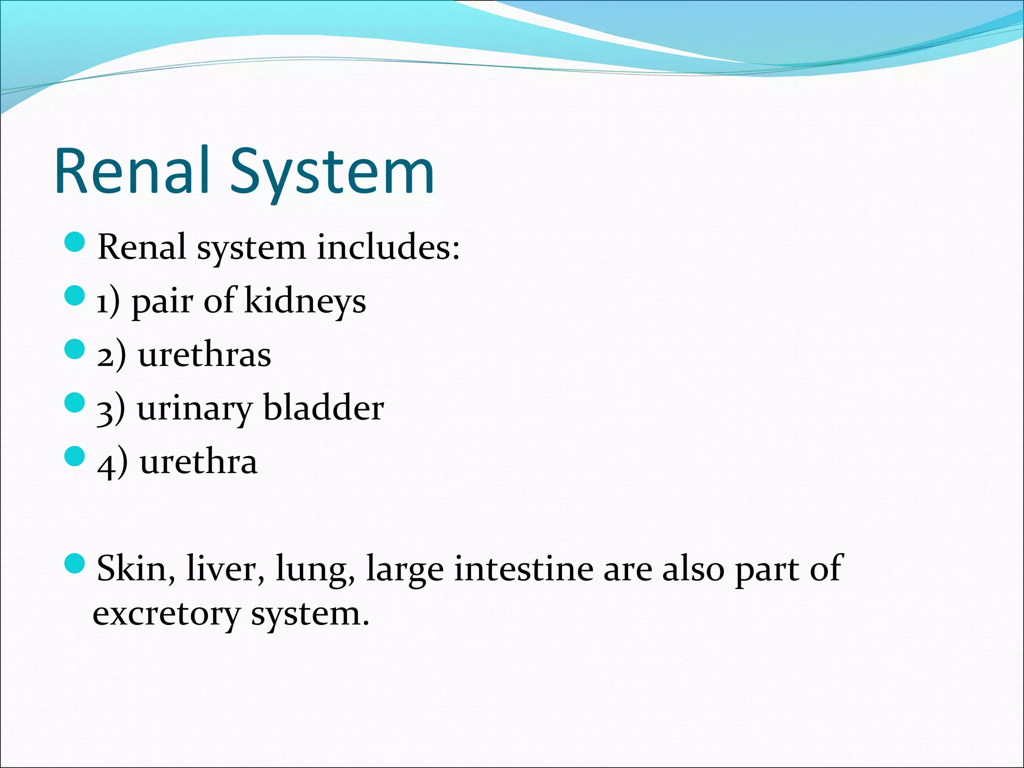 Renal System
Renal system includes:
1) pair of kidneys
2) urethras
3) urinary bladder
4) urethra
Skin, liver, lung, large intestine are also part of

excretory system.

 