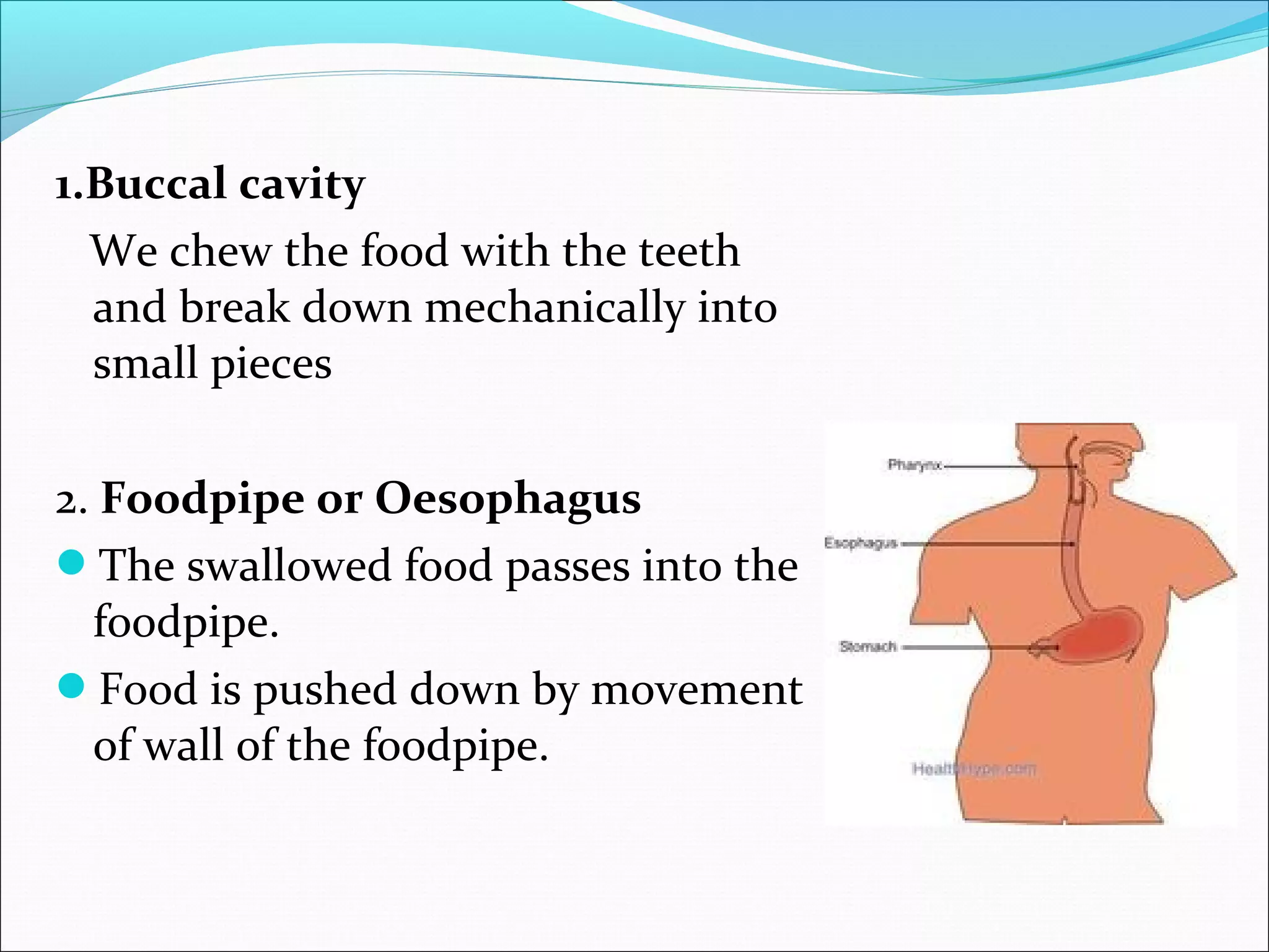 1.Buccal cavity
We chew the food with the teeth
and break down mechanically into
small pieces
2. Foodpipe or Oesophagus
The swallowed food passes into the
foodpipe.
Food is pushed down by movement
of wall of the foodpipe.

 