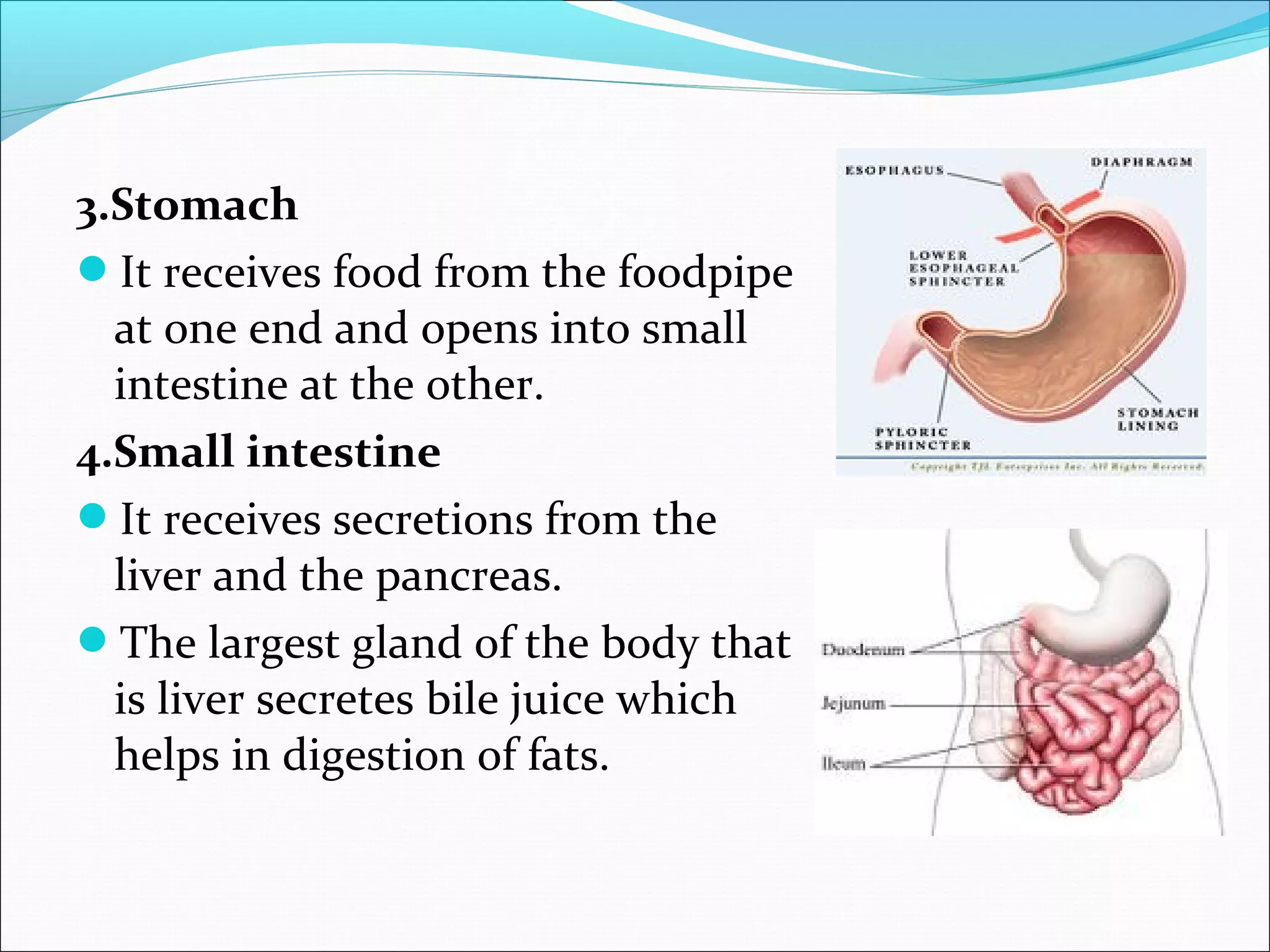 3.Stomach
It receives food from the foodpipe
at one end and opens into small
intestine at the other.
4.Small intestine
It receives secretions from the
liver and the pancreas.
The largest gland of the body that
is liver secretes bile juice which
helps in digestion of fats.

 