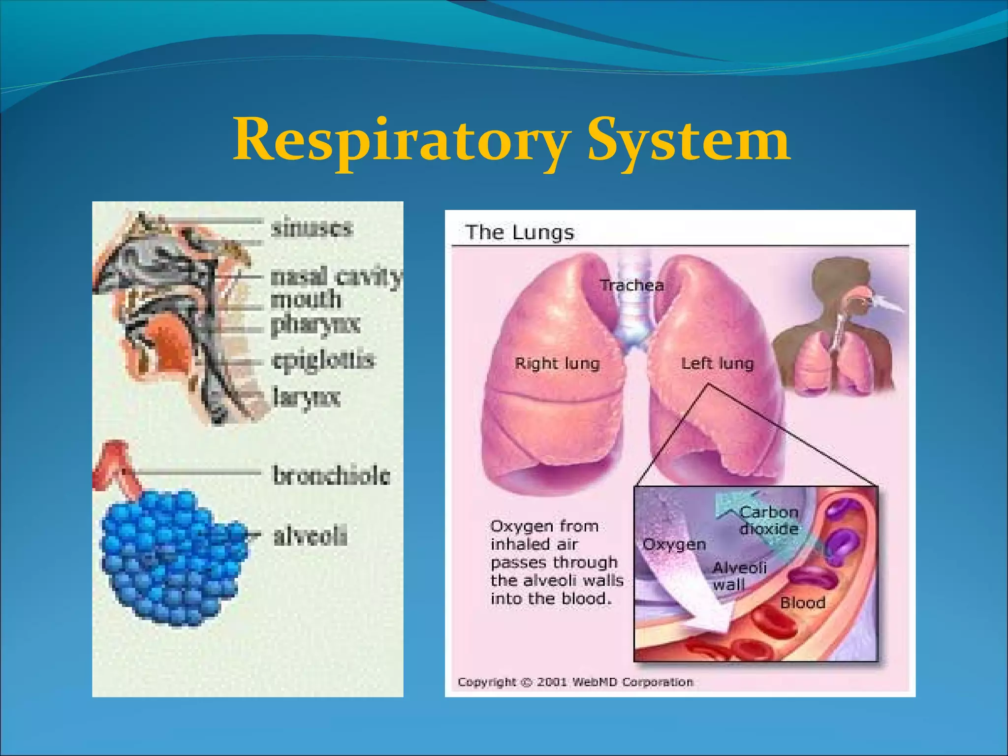 Respiratory System

 