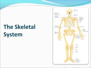 Organ systems of human body | PPT