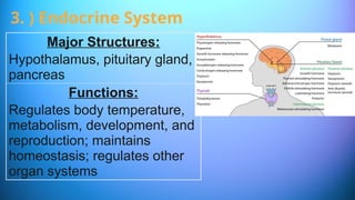 Major Structures:
Hypothalamus, pituitary gland,
pancreas
Functions:
Regulates body temperature,
metabolism, development, and
reproduction; maintains
homeostasis; regulates other
organ systems
3. ) Endocrine System
 