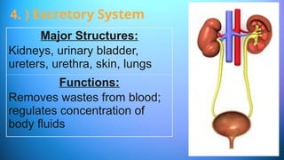 Major Structures:
Kidneys, urinary bladder,
ureters, urethra, skin, lungs
Functions:
Removes wastes from blood;
regulates concentration of
body fluids
4. ) Excretory System
 
