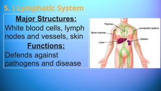 Major Structures:
White blood cells, lymph
nodes and vessels, skin
Functions:
Defends against
pathogens and disease
5. ) Lymphatic System
 