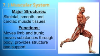 Major Structures:
Skeletal, smooth, and
cardiac muscle tissues
Functions:
Moves limb and trunk;
moves substances through
body; provides structure
and support
7. ) Muscular System
 
