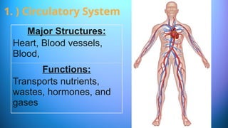 1. ) Circulatory System
Major Structures:
Heart, Blood vessels,
Blood,
Functions:
Transports nutrients,
wastes, hormones, and
gases
 
