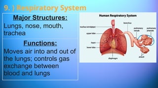 Major Structures:
Lungs, nose, mouth,
trachea
Functions:
Moves air into and out of
the lungs; controls gas
exchange between
blood and lungs
9. ) Respiratory System
 