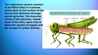 The respiratory system consists
of air-filled tubes or tracheae,
which open at the surface of the
thorax and abdomen through
paired spiracles. The muscular
valves of the spiracles, closed
most of the time, open only to
allow the uptake of oxygen and
the escape of carbon dioxide.
 