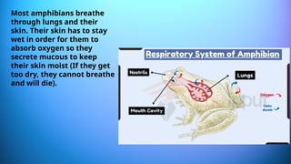 Most amphibians breathe
through lungs and their
skin. Their skin has to stay
wet in order for them to
absorb oxygen so they
secrete mucous to keep
their skin moist (If they get
too dry, they cannot breathe
and will die).
 