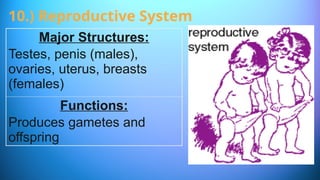 Major Structures:
Testes, penis (males),
ovaries, uterus, breasts
(females)
Functions:
Produces gametes and
offspring
10.) Reproductive System
 