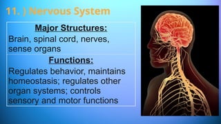 Major Structures:
Brain, spinal cord, nerves,
sense organs
Functions:
Regulates behavior, maintains
homeostasis; regulates other
organ systems; controls
sensory and motor functions
11. ) Nervous System
 