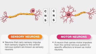 Organ systems in Representative Animals .pptx
