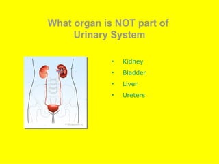 What organ is NOT part of  Urinary System Kidney Bladder Liver Ureters 