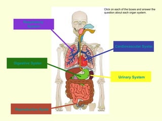 Reproductive System Digestive System Respiratory   System Cardiovascular System Urinary System Click on each of the boxes and answer the question about each organ system. 