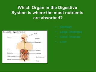 Which Organ in the Digestive  System is where the most nutrients  are absorbed? Stomach Large Intestines Small Intestine Liver 