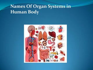 Names Of Organ Systems in
Human Body
 