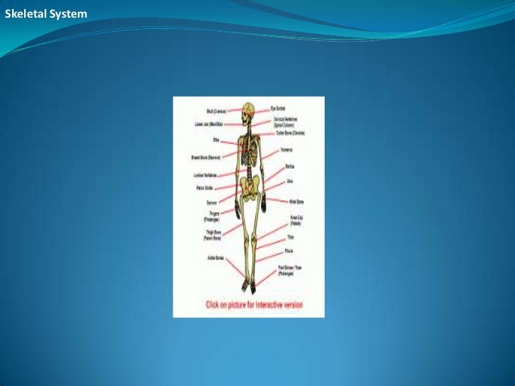Organ systems in the body