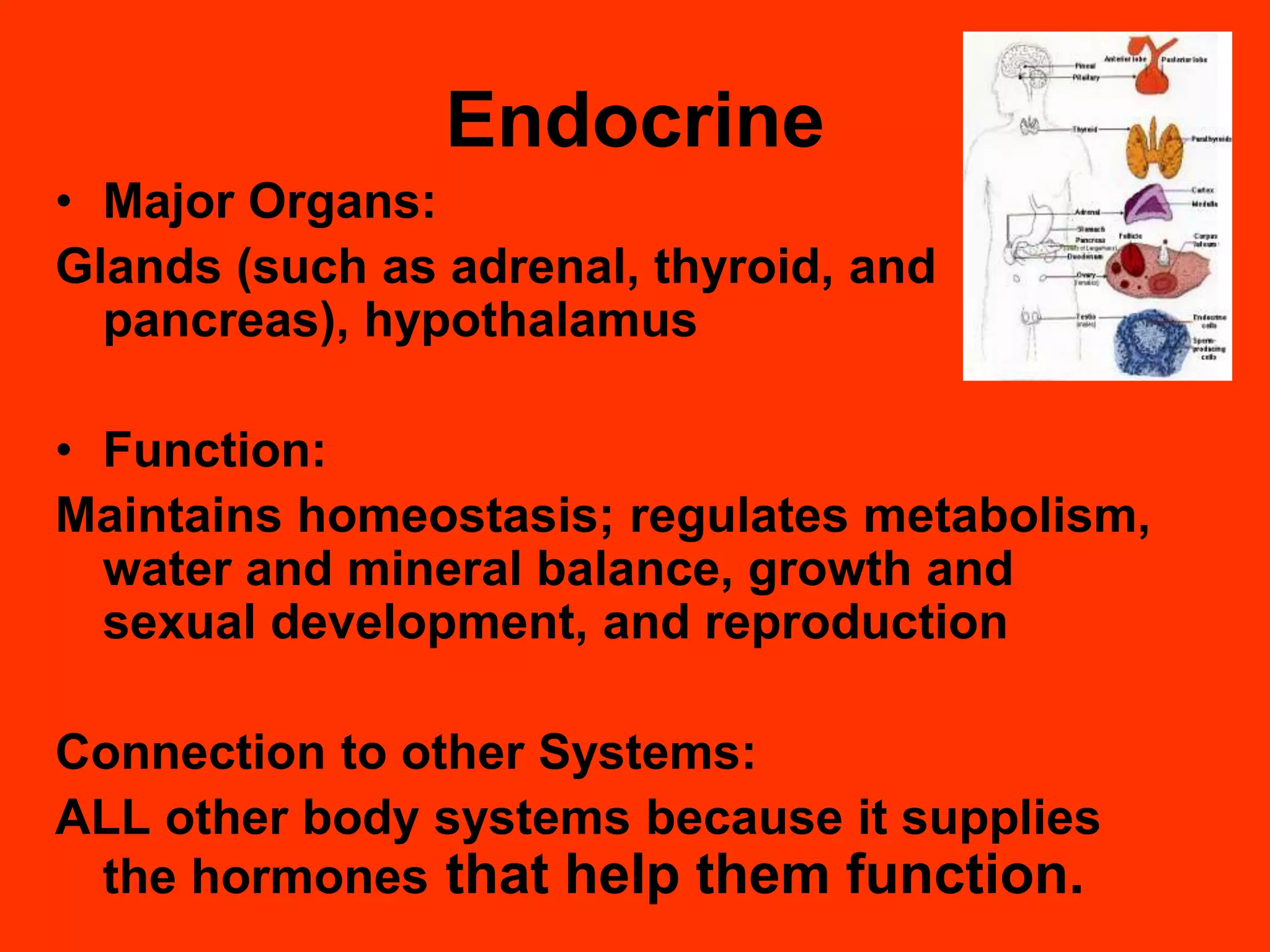 Organ systems of the body and their functions | PPT