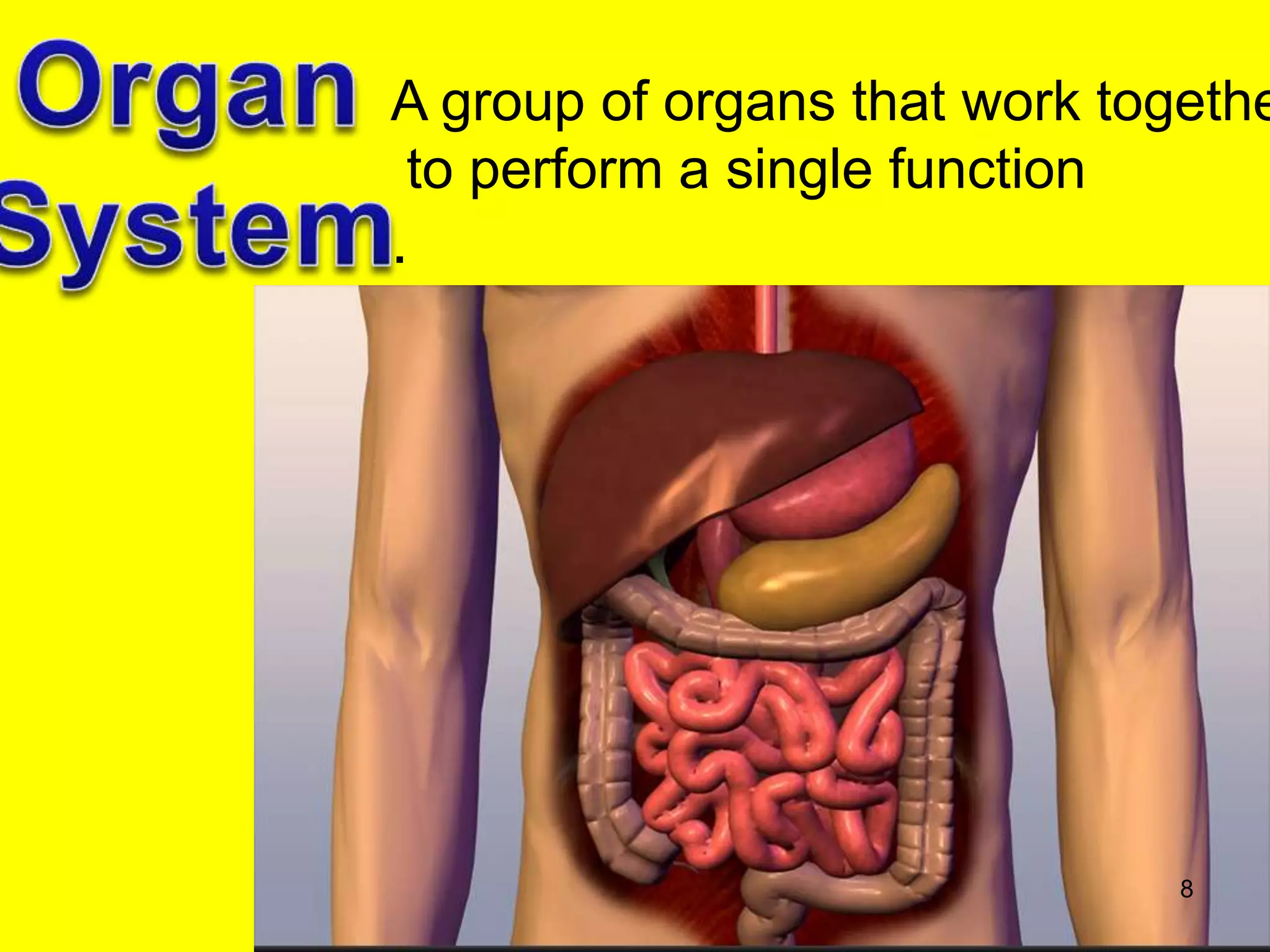 Group Organs Organ systems of the body and their functions | PPT
