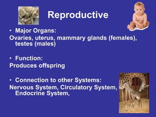 Reproductive Main Function Organ systems of the body and their functions | PPT
